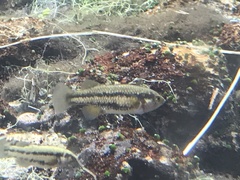 Crenichthys baileyi moapae
