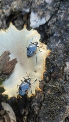 Cypherotylus debauvei
