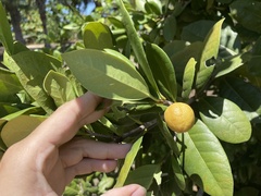 Elaeodendron xylocarpum