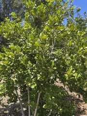 Elaeodendron xylocarpum