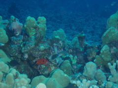 Centropyge loriculus