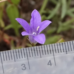 Wahlenbergia densifolia