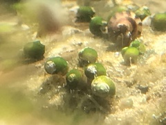 Pyrgulopsis