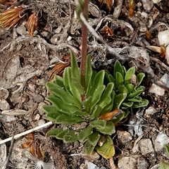 Wahlenbergia densifolia