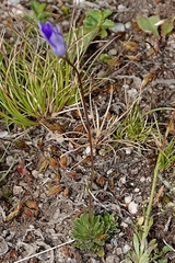 Wahlenbergia densifolia