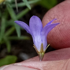 Wahlenbergia densifolia