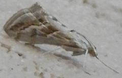 Evergestis vinctalis