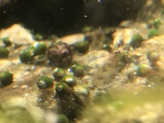 Pyrgulopsis