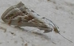 Evergestis vinctalis