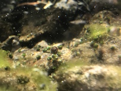 Pyrgulopsis