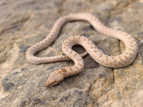 Desert Nightsnake