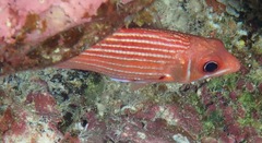 Sargocentron xantherythrum