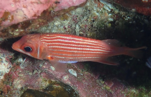 Hawaiian Squirrelfish
