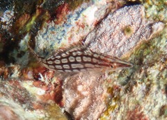 Longnose Hawkfish
