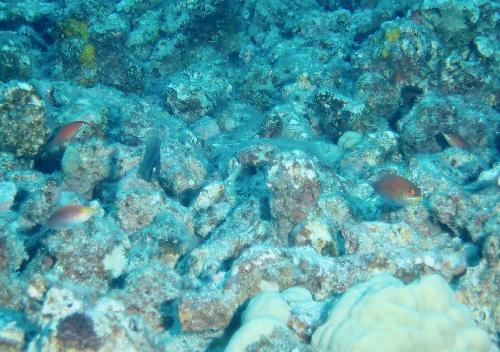Disappearing wrasse