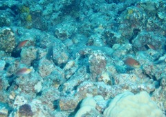 Pseudojuloides cerasinus