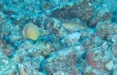 Pycnochromis vanderbilti