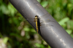 Orthetrum japonicum