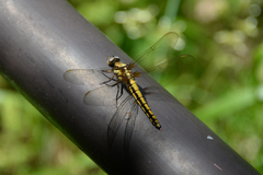 Orthetrum japonicum