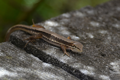 Takydromus tachydromoides