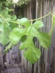 Morus alba