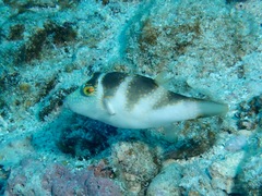 Canthigaster coronata