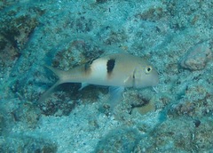 Parupeneus pleurostigma