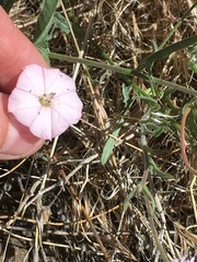 Convolvulus equitans equitans