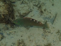 Pseudolabrus luculentus