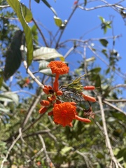 Cordia rickseckeri