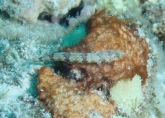 Synodus rubromarmoratus