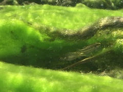Crenichthys baileyi moapae