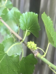 Morus alba