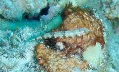 Synodus rubromarmoratus