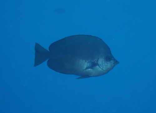 Thompson's butterflyfish (Hemitaurichthys thompsoni) — Chaetodontidae