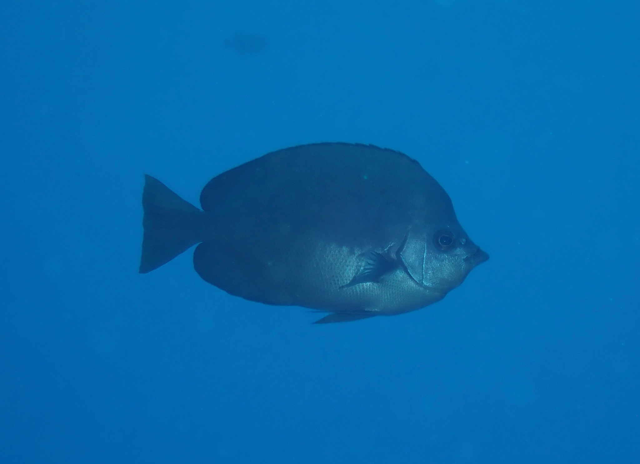 湯普森蝴蝶魚 Hemitaurichthys thompsoni