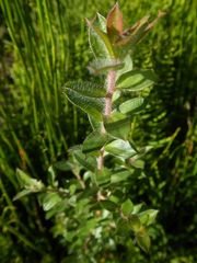 Leptospermum thompsonii