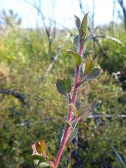 Leptospermum thompsonii