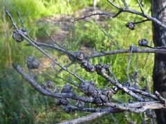 Leptospermum thompsonii