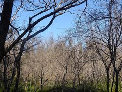 Leptospermum thompsonii