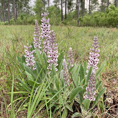 Lupinus villosus