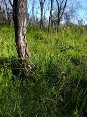 Leptospermum thompsonii