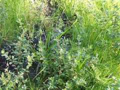 Leptospermum thompsonii