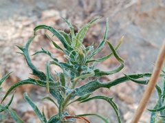 Xylorhiza