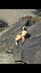 Zalophus californianus