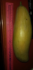 Mangifera indica image