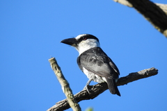 Notharchus hyperrhynchus