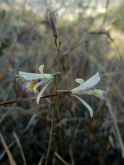 Bletia parkinsonii