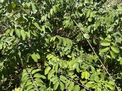 Dalbergia ecastaphyllum