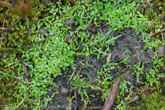 Odocoileus hemionus sitkensis